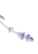Lavanda