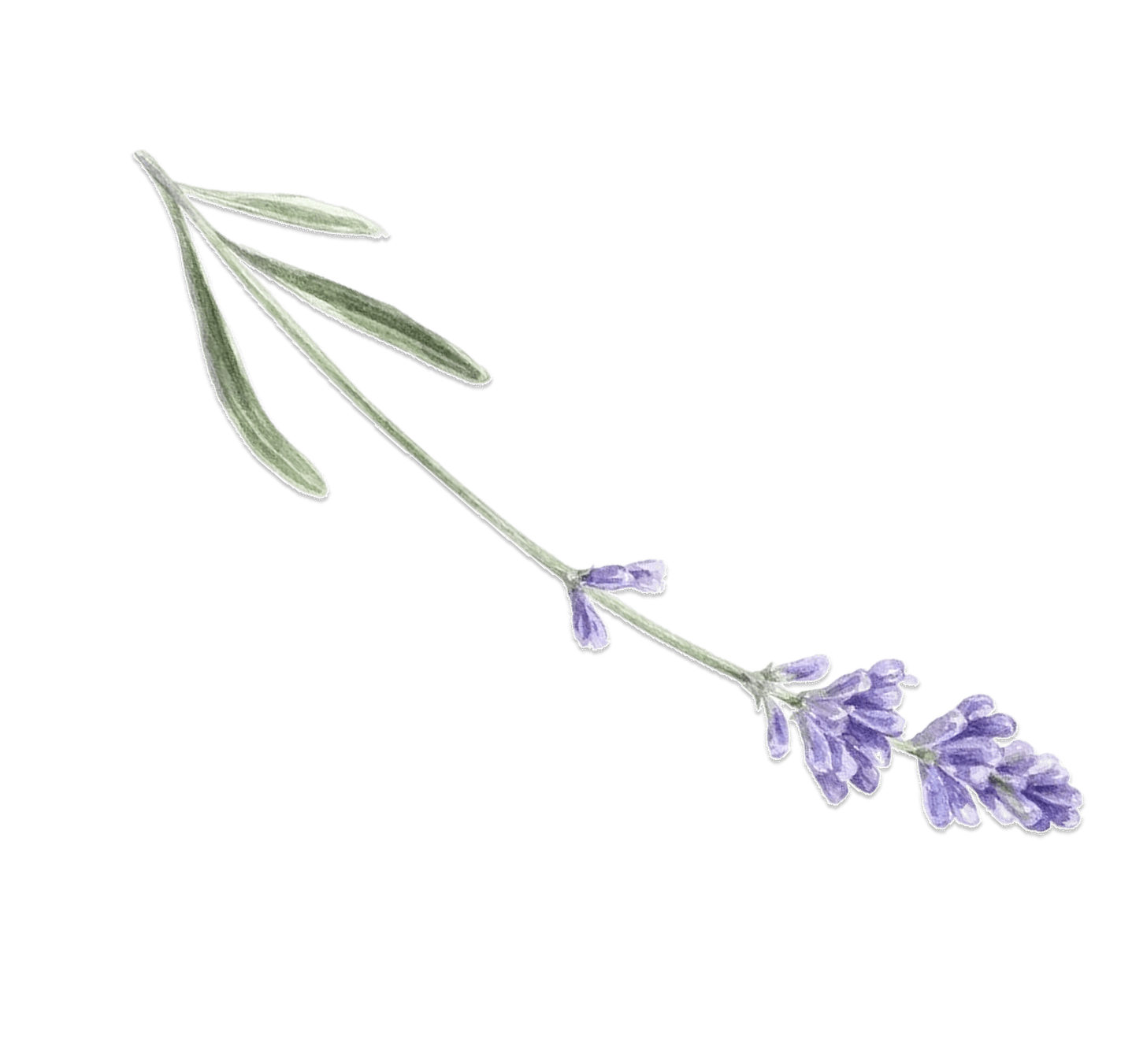 Lavanda